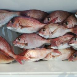 第二美丸　マダイ完全ふかせ