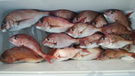 第二美丸　マダイ完全ふかせ