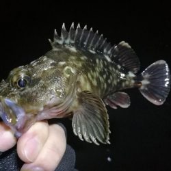 南港カモメ大橋のヘチ釣行 （キビレ30cm、ガシラ釣果）