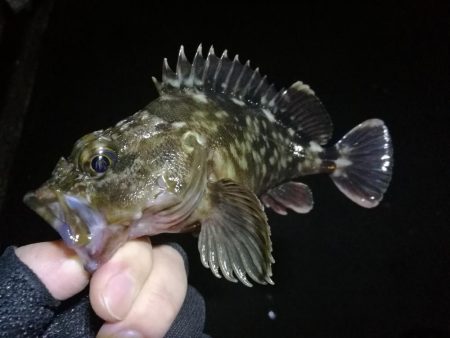 南港カモメ大橋のヘチ釣行 （キビレ30cm…