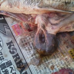 落とし込みでおすすめのイガイ