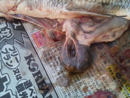 落とし込みでおすすめのイガイ