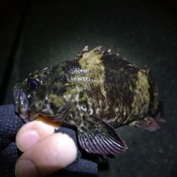 強風の南港フェリーヘチ釣り （悪条件下～小キビレ他小ガシラ釣果のみ）