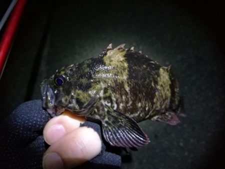 強風の南港フェリーヘチ釣り （悪条件下～小キビレ他小ガシラ釣果のみ）