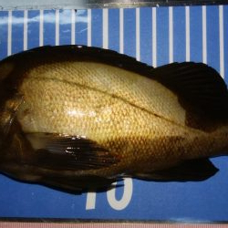 穴釣りとメバリング