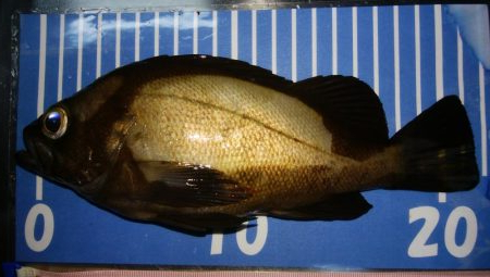 穴釣りとメバリング