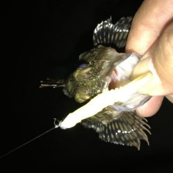 今夜もガッシーマンション！