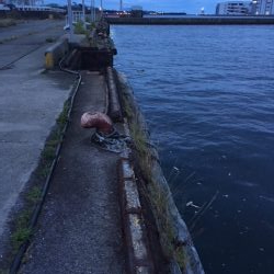 タコ釣れ始めました