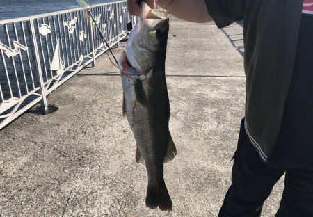 貝塚人工島でブリ狙いでしたが。。