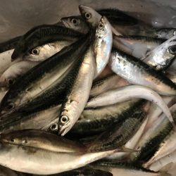 泉大津の砂上げ場。