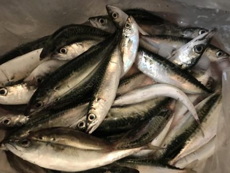 泉大津の砂上げ場。