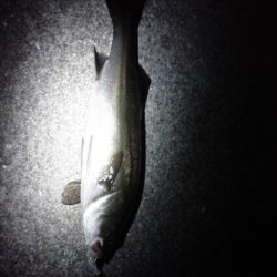 めばる＆しーばす