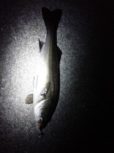 めばる＆しーばす