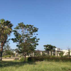 甲子園浜　２日連続　マルチ