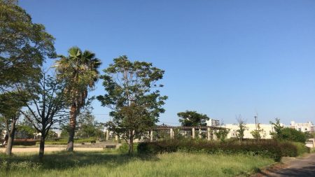 甲子園浜　２日連続　マルチ