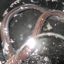 納竿直前にカワハギゲット!