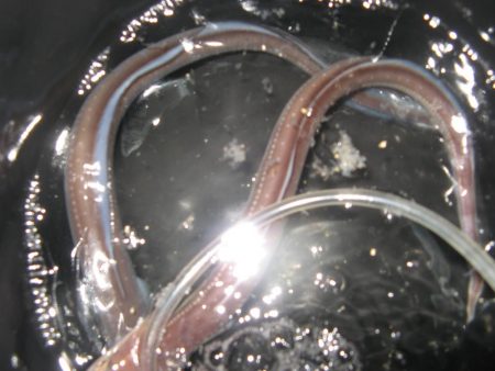 納竿直前にカワハギゲット!