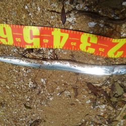 デカイのがいる気がしません(笑)