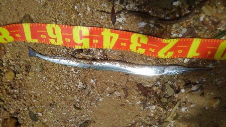 デカイのがいる気がしません(笑)