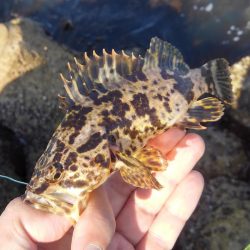 知多半島で根魚釣り