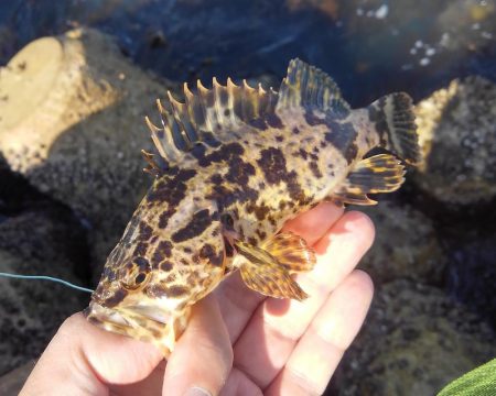 知多半島で根魚釣り