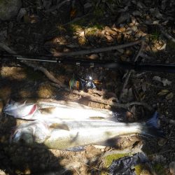 久しぶりのシーバス