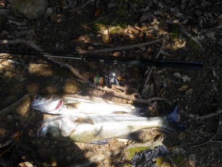 久しぶりのシーバス