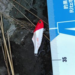 佐鳴湖 シーバス デイゲーム