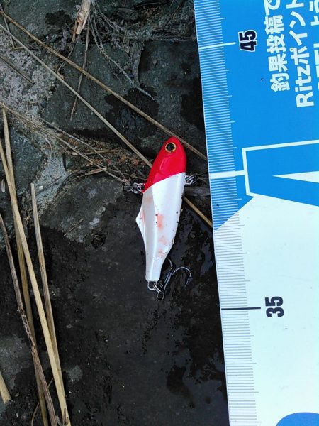 佐鳴湖 シーバス デイゲーム