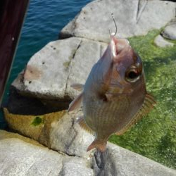 いろいろ釣れました