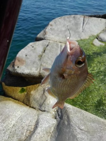 いろいろ釣れました