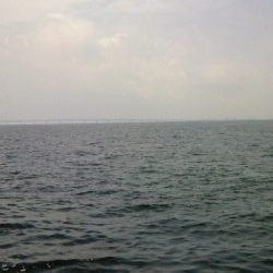 青物あきらめモード