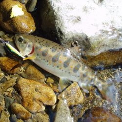 渓流ミノーイング