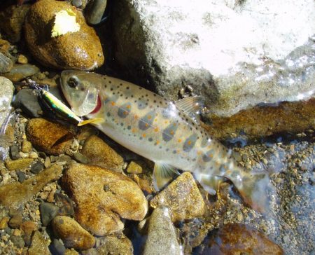 渓流ミノーイング