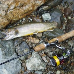 渓流ミノーイング イワナ!