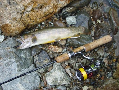 渓流ミノーイング イワナ!