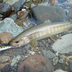 渓流ミノーイング