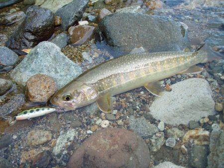 渓流ミノーイング