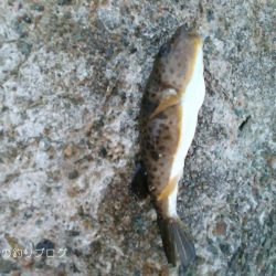 紀州釣りで1枚ゲット!