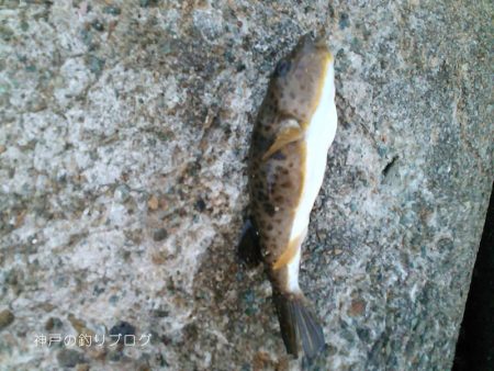 紀州釣りで1枚ゲット!