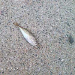 30分で豆アジ12匹！