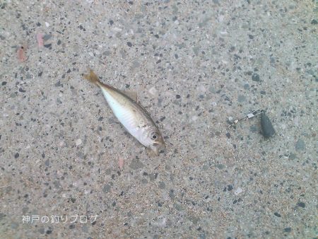 30分で豆アジ12匹！