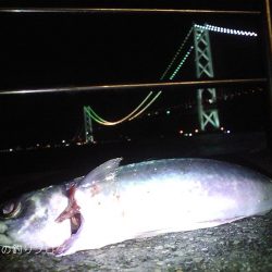 ウキ釣りで小さめ大サバ！