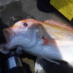 マイカヤック　レンコダイ