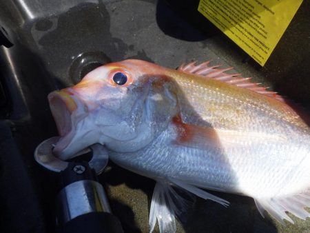 マイカヤック　レンコダイ