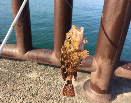 サビキでイワシ爆釣☆