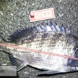 アオリイカ各地で釣れてます