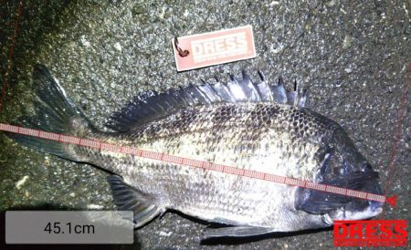 アオリイカ各地で釣れてます