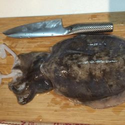 タコエギでイカ