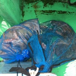 船タコ釣り　良型多し